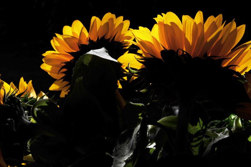 Sunflowers in Sunlight — Yellow