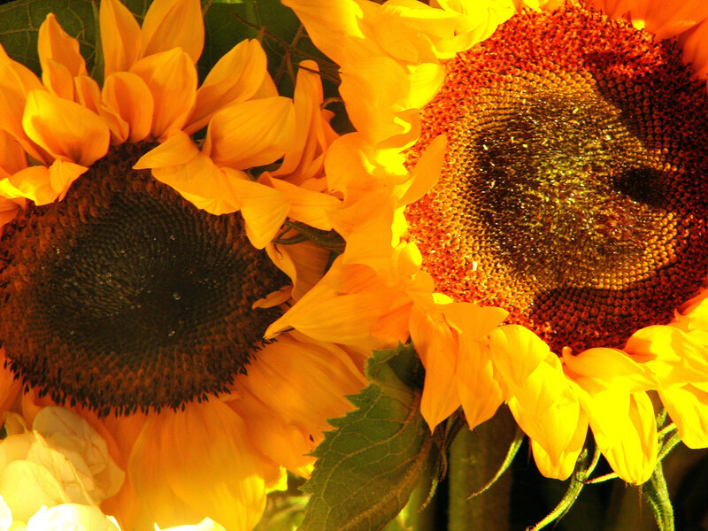 Sunflowers in Sunlight — Yellow, Warm
