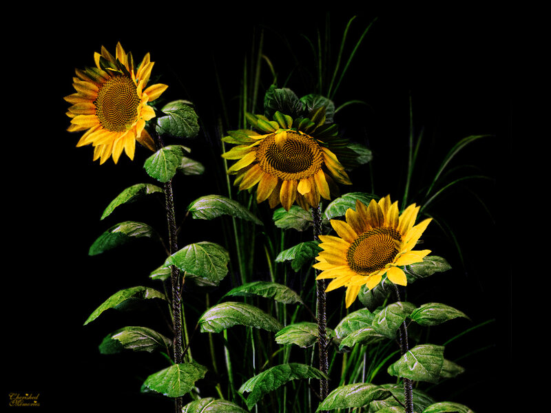 Sunflowers in the dark