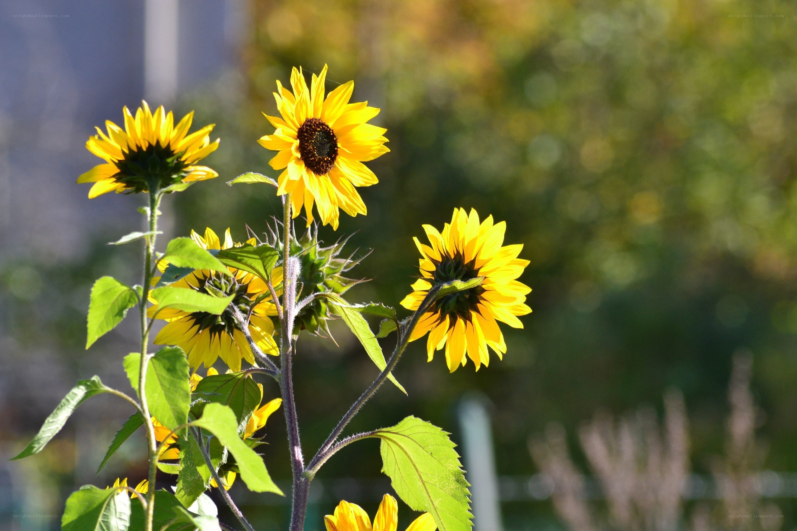 Sunflowers in the garden