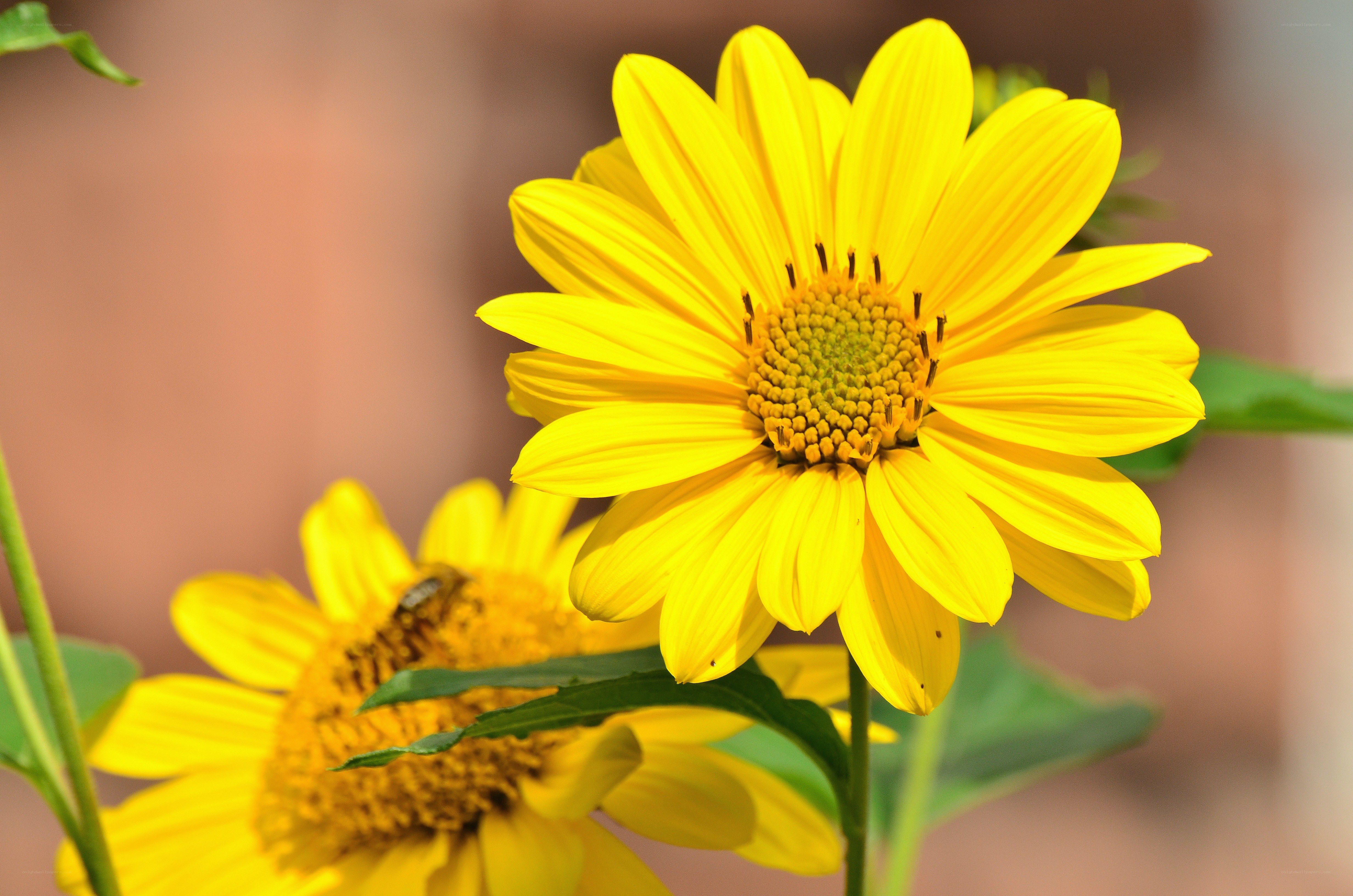 Sunflowers in the garden