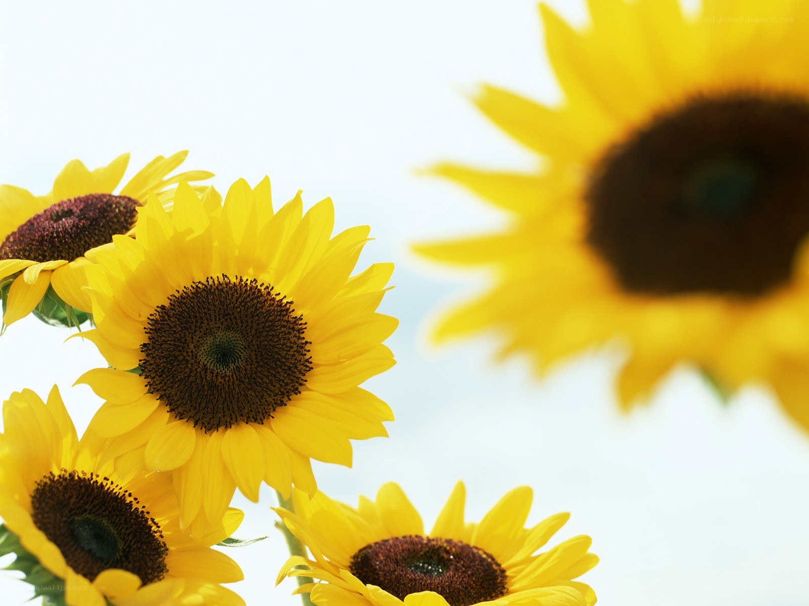 Sunflowers in the sunlight