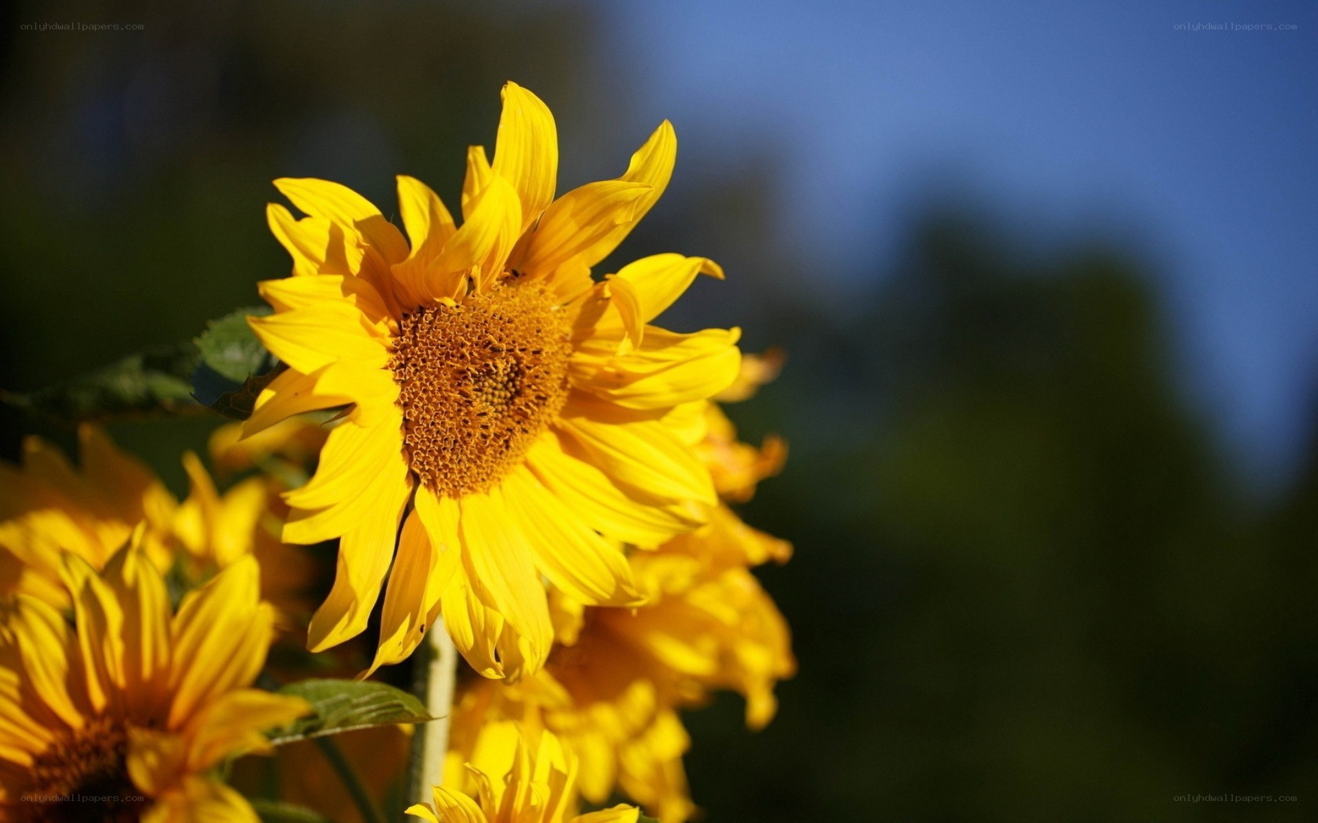 Sunflowers in the sunlight