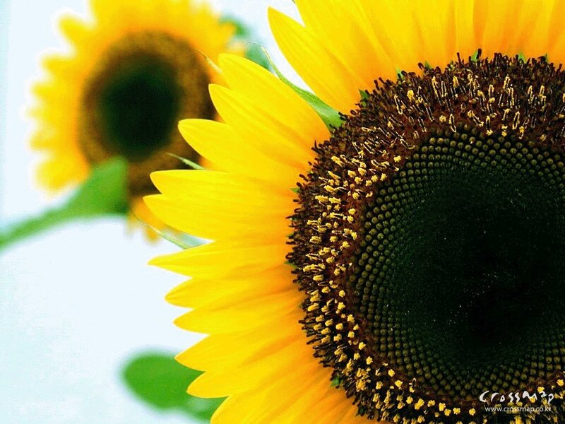 Sunflowers in the sunlight
