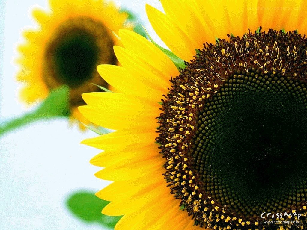 Sunflowers in the sunlight