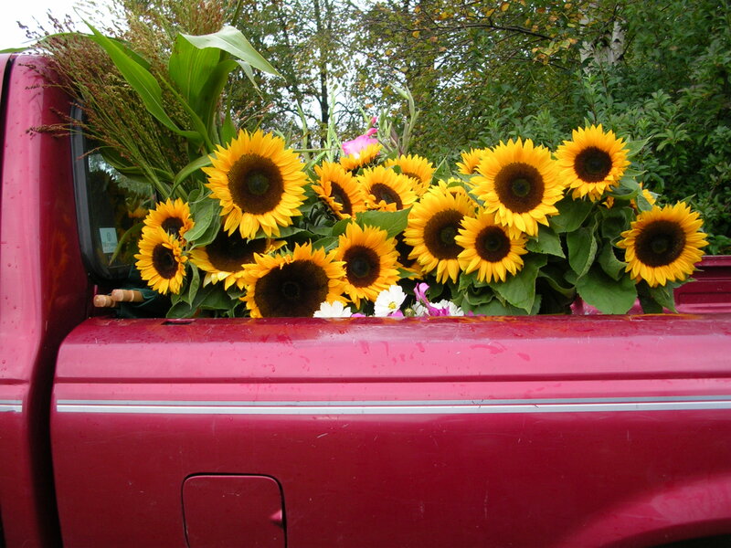 Sunflowers in Truck Bed — Red