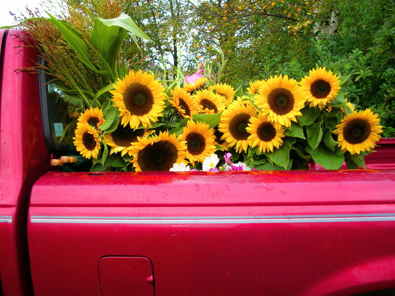 Sunflowers in Truck Bed