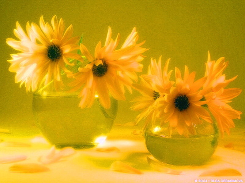 Sunflowers in Vases