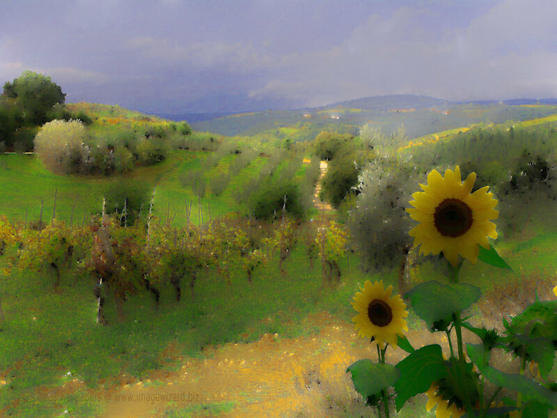 Sunflowers in Vineyard