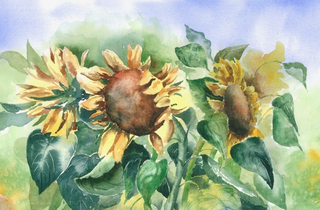Sunflowers in watercolor
