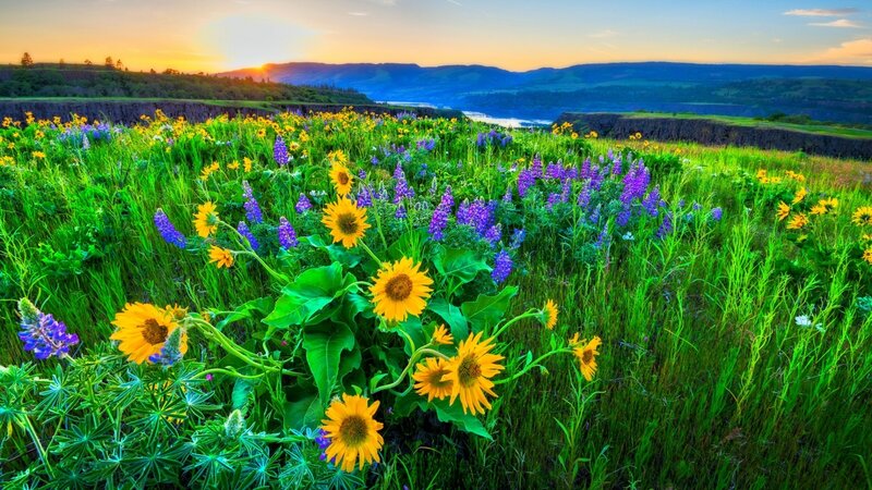 Sunflowers in Wildflower Field