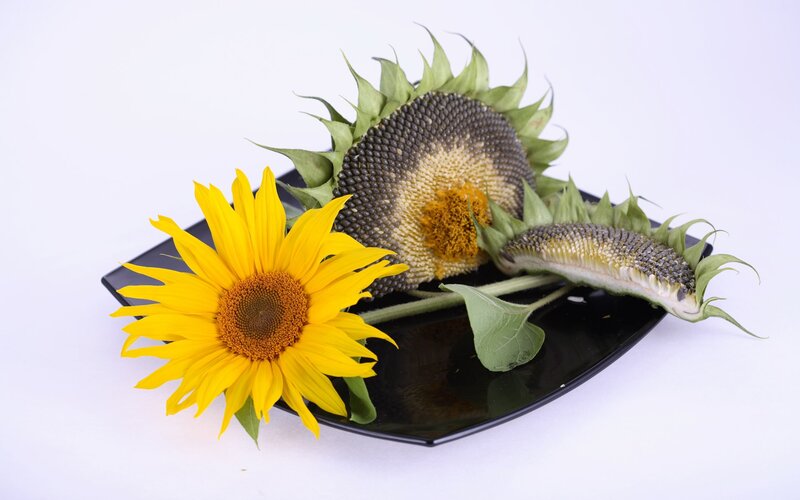 Sunflowers on a black plate