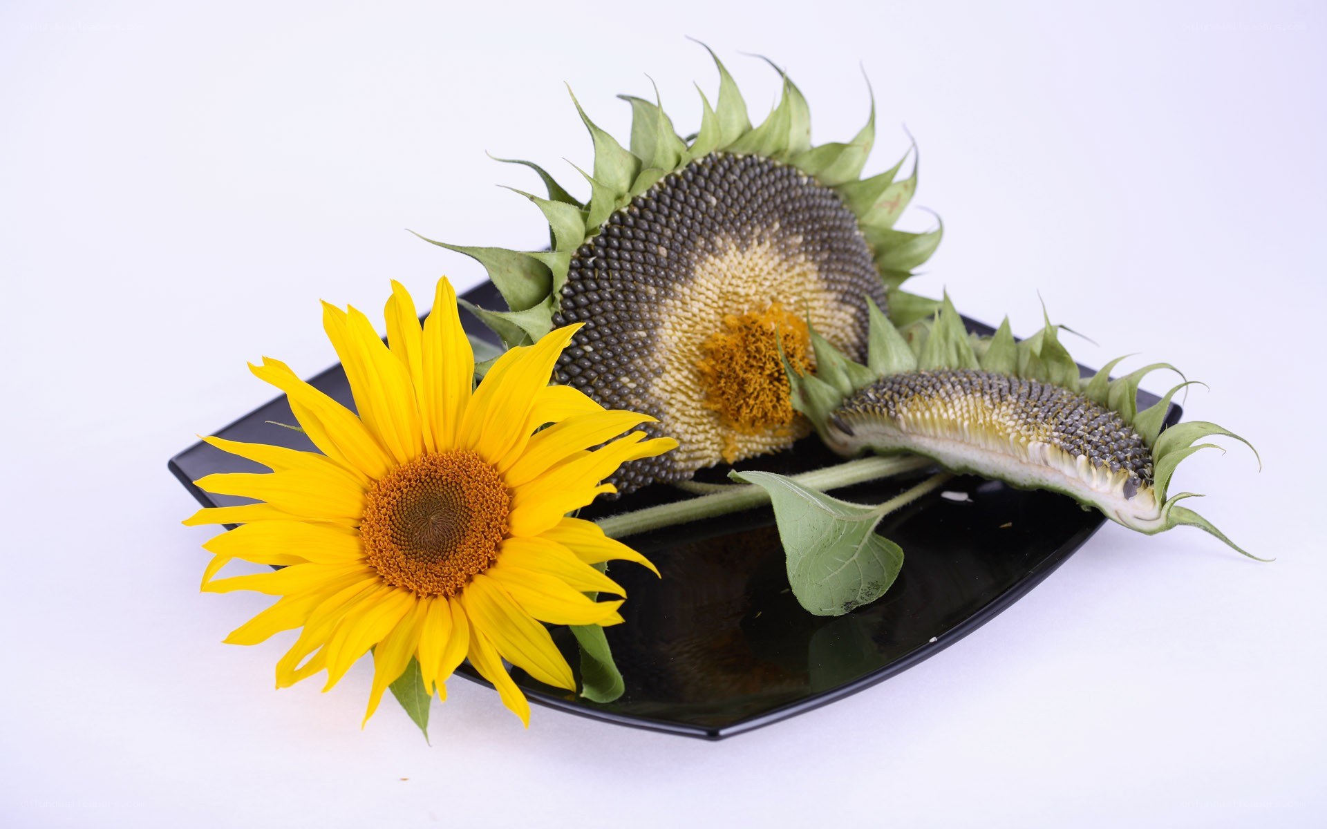 Sunflowers on a black plate