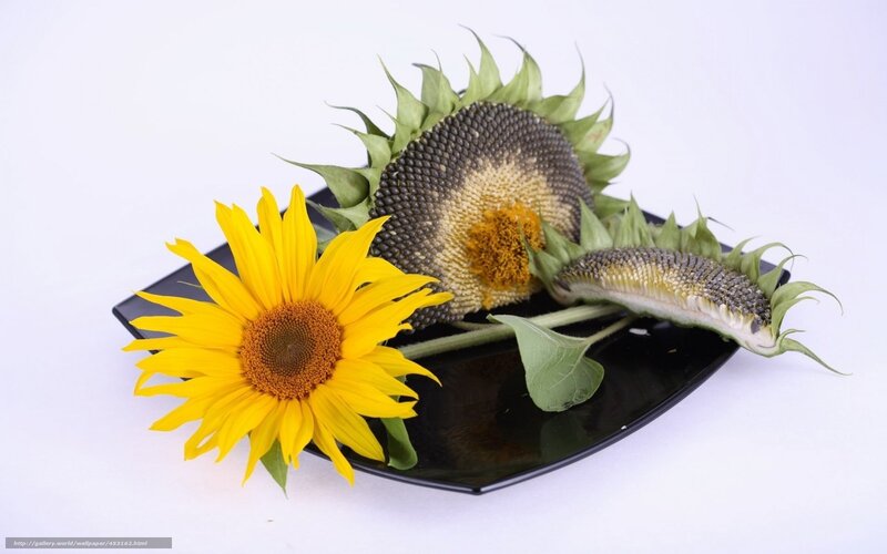 Sunflowers on a black plate