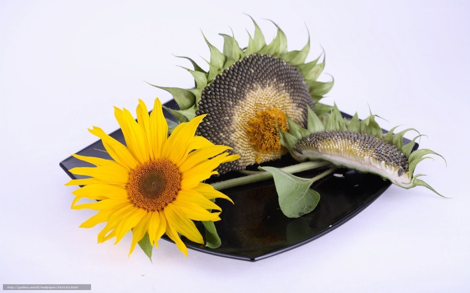 Sunflowers on a black plate