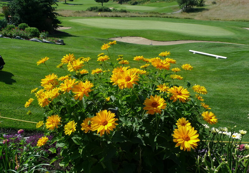 Sunflowers on a golf course