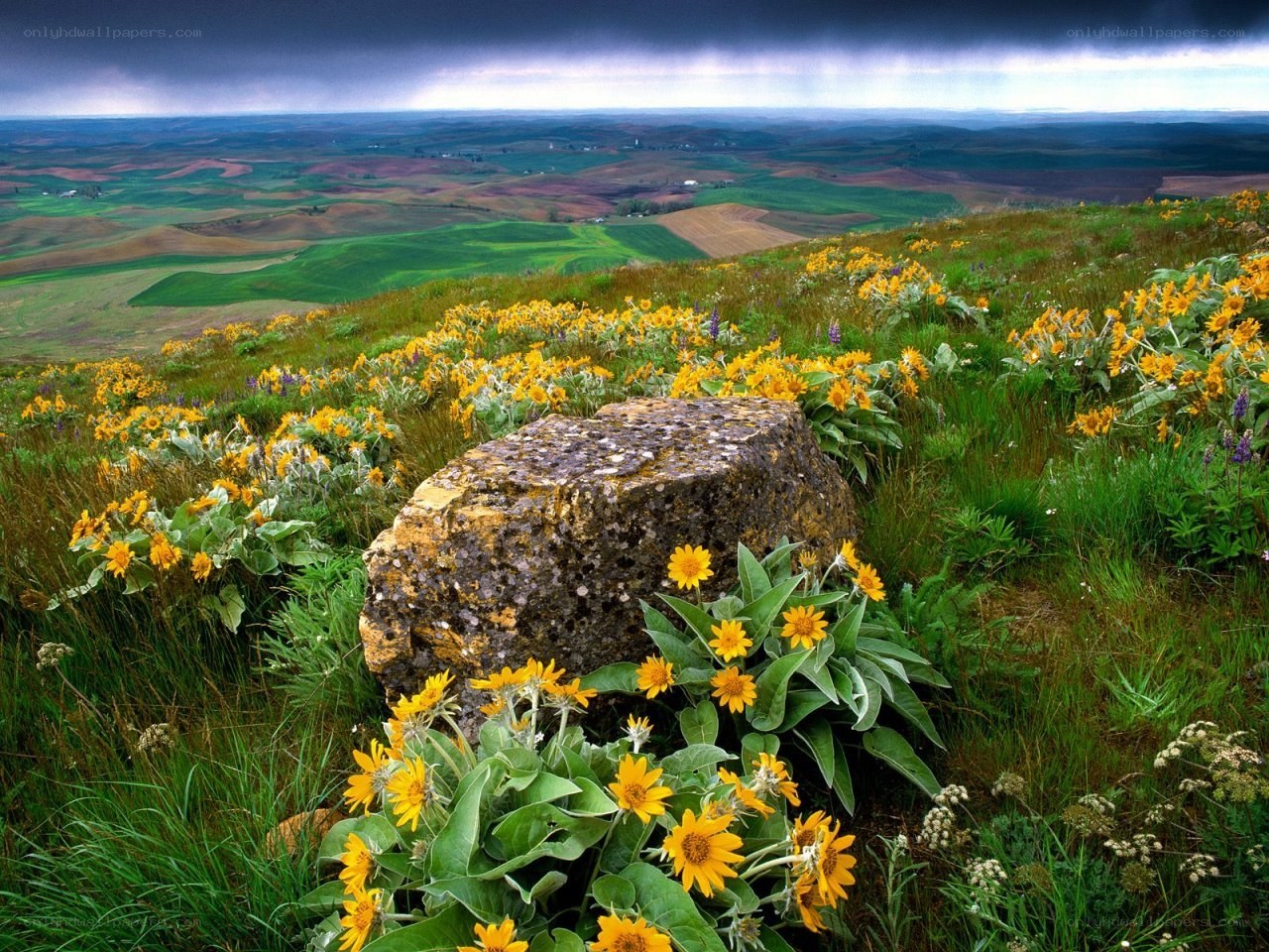 Sunflowers on a hillside