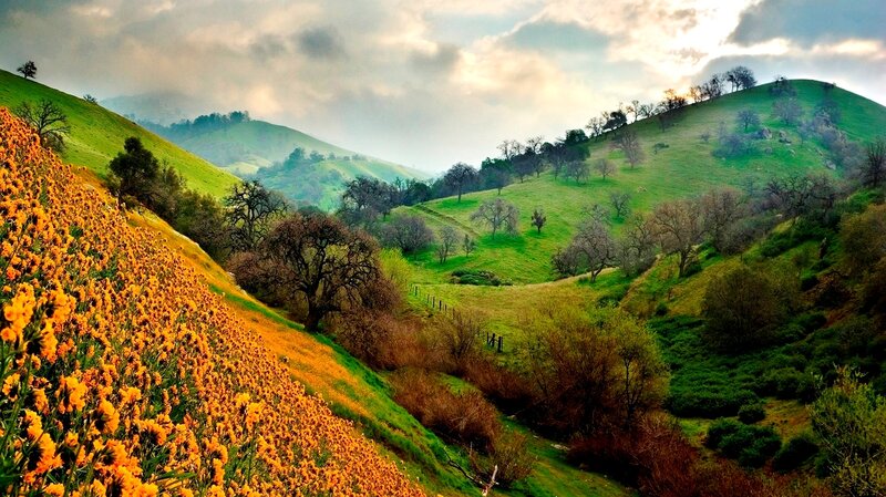 Sunflowers on a Hillside — Green