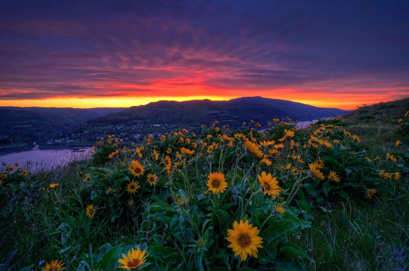 Sunflowers on a Hillside — Yellow, Dramatic