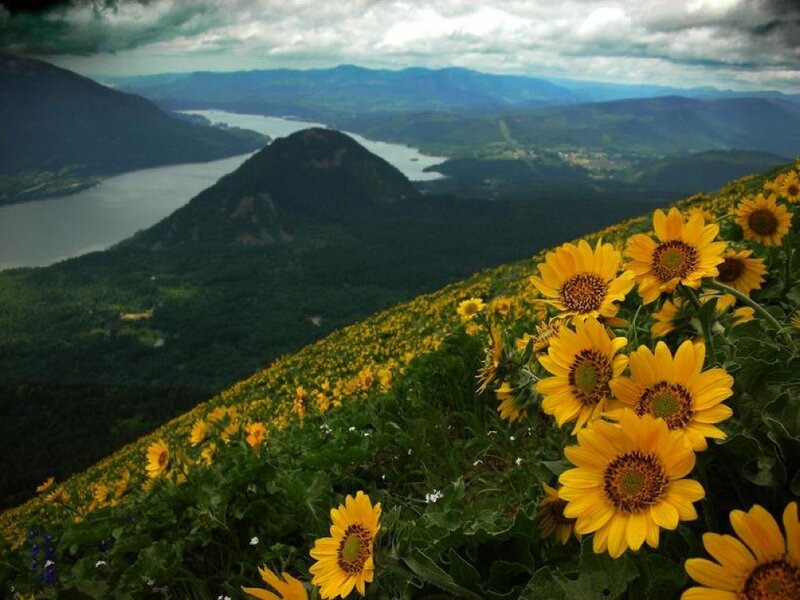Sunflowers on a Hillside — Yellow