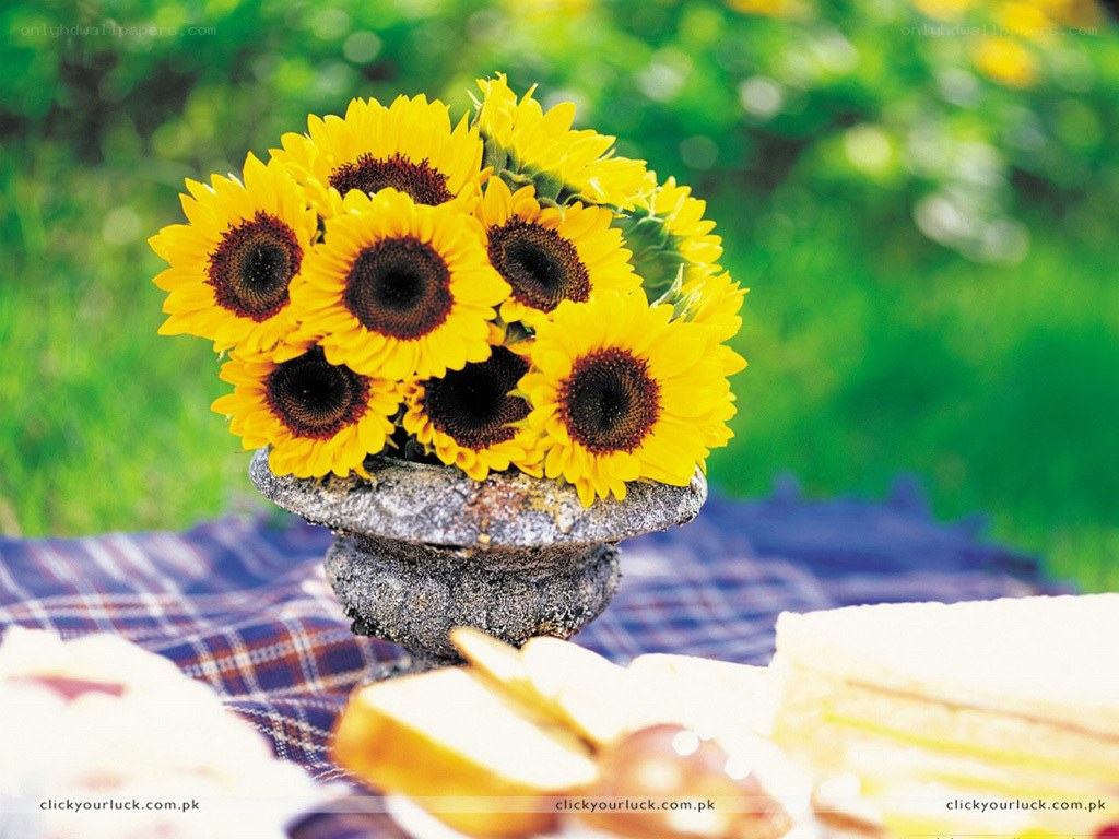 Sunflowers on a picnic blanket