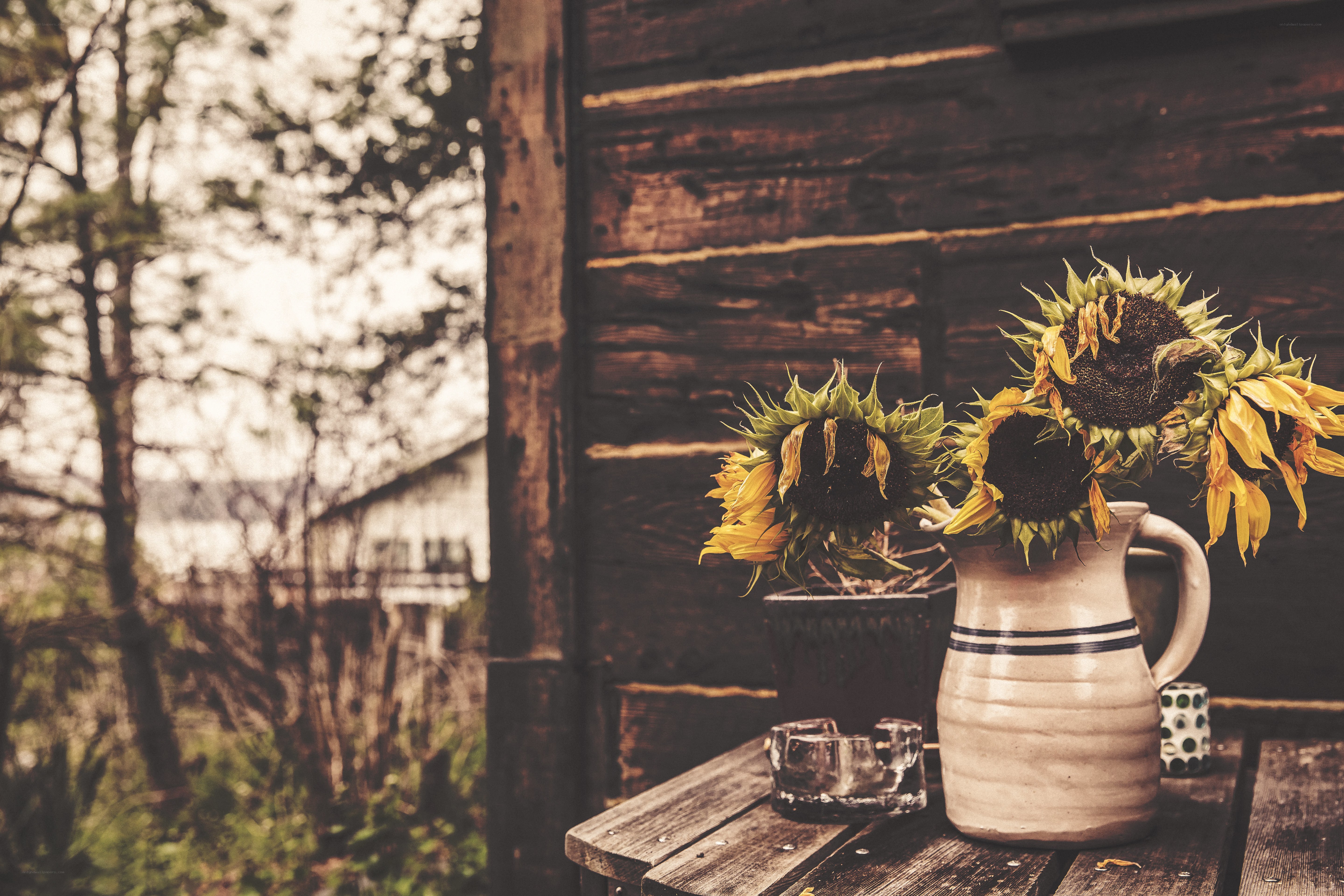 Sunflowers on a wooden table