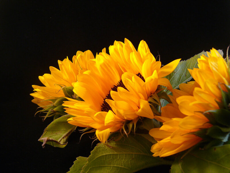 Sunflowers on Black Background — Yellow