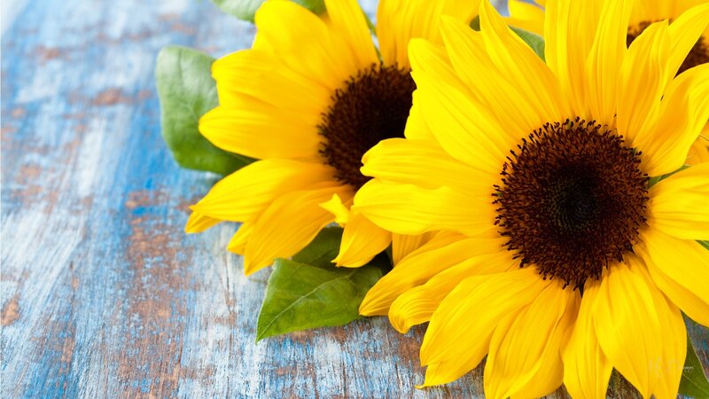 Sunflowers on Blue Wood