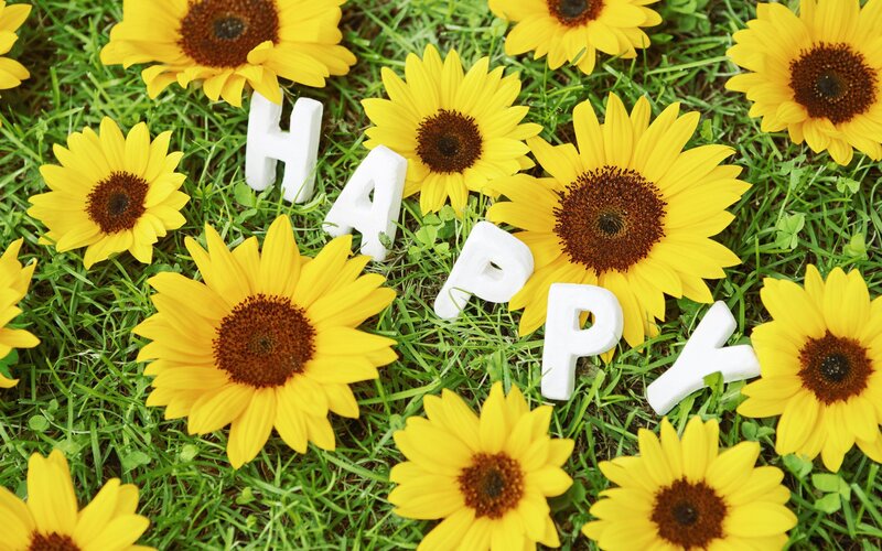 Sunflowers on Grass