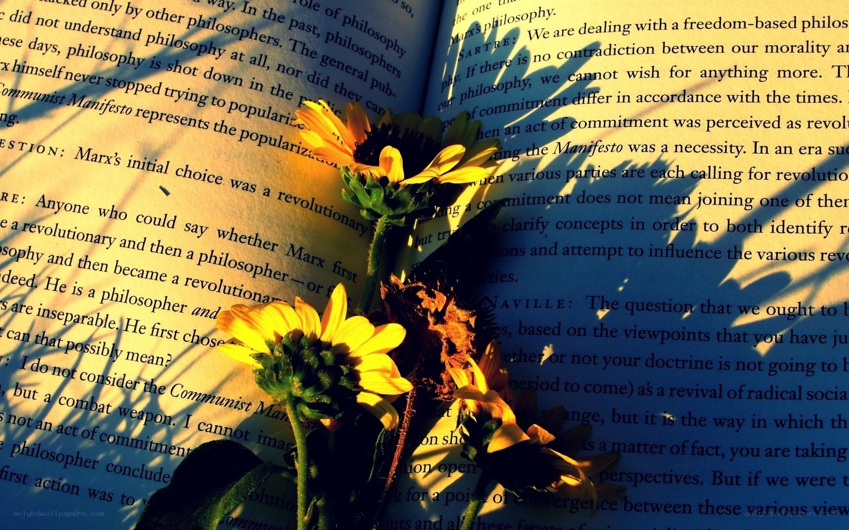 Sunflowers on open book