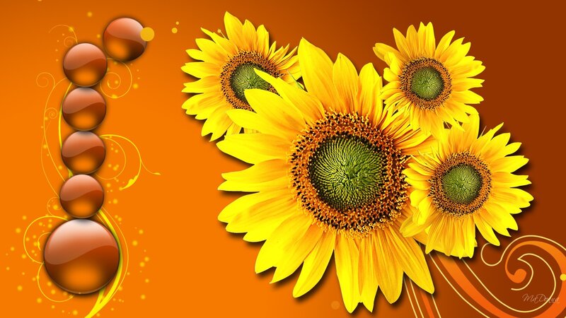 Sunflowers on Orange Background
