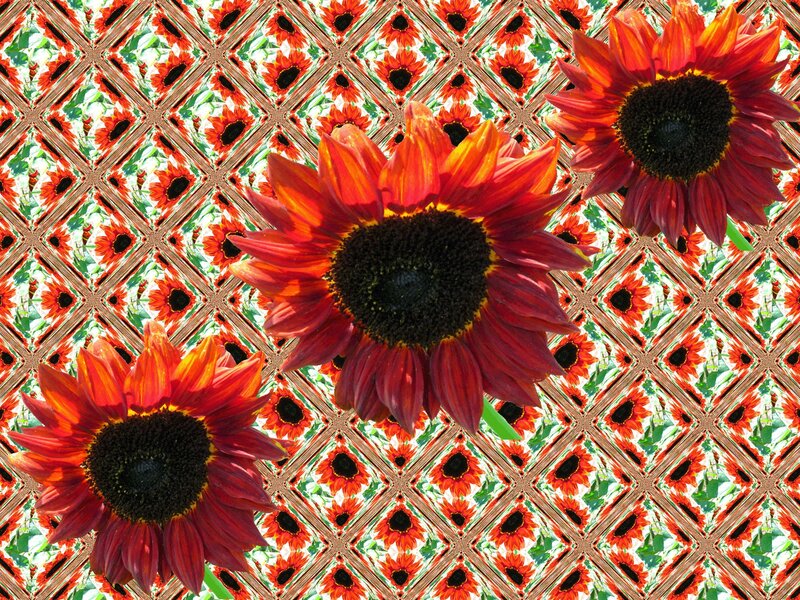 Sunflowers on Patterned Background