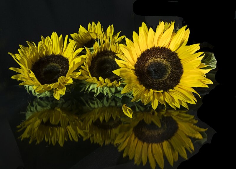 Sunflowers on Reflective Surface