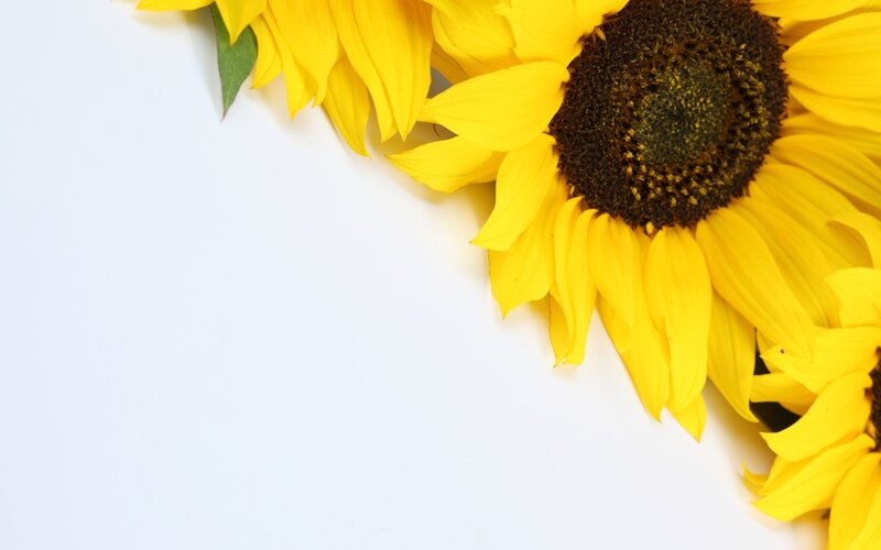 sunflowers on white background