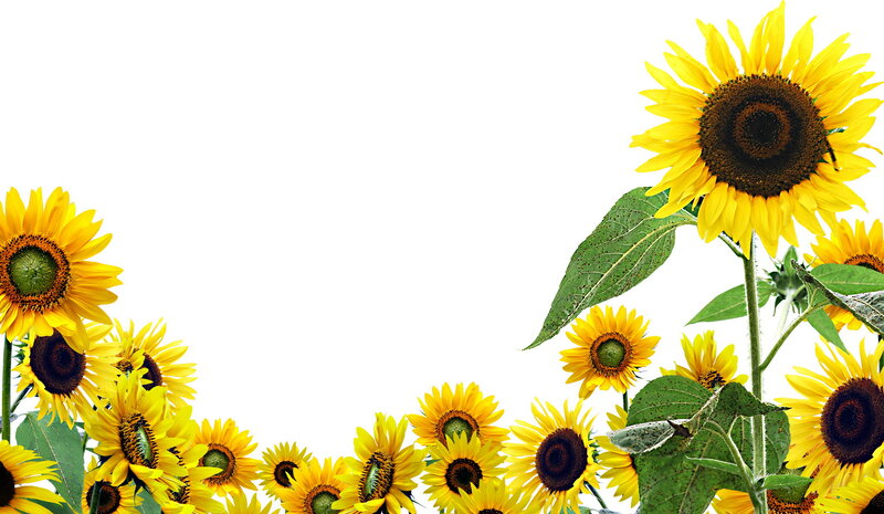 Sunflowers on White Background — Yellow