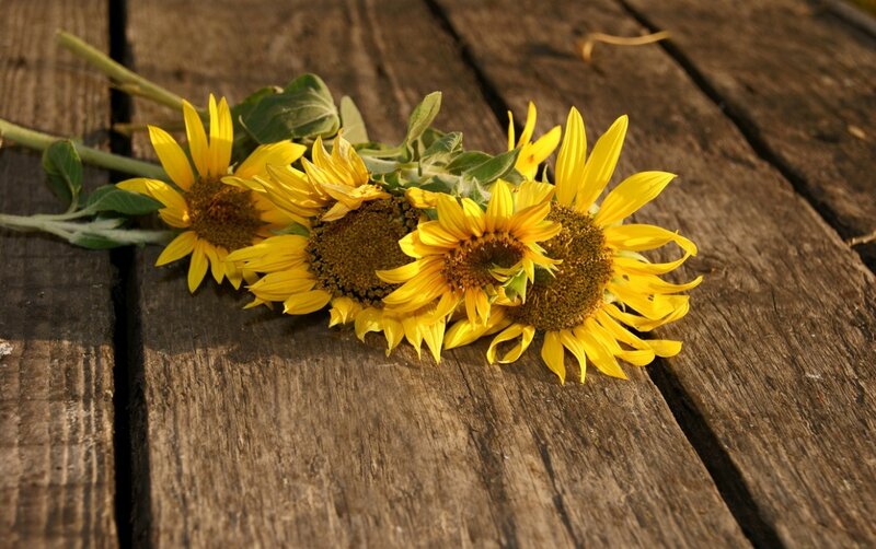 Sunflowers on Wood — Yellow