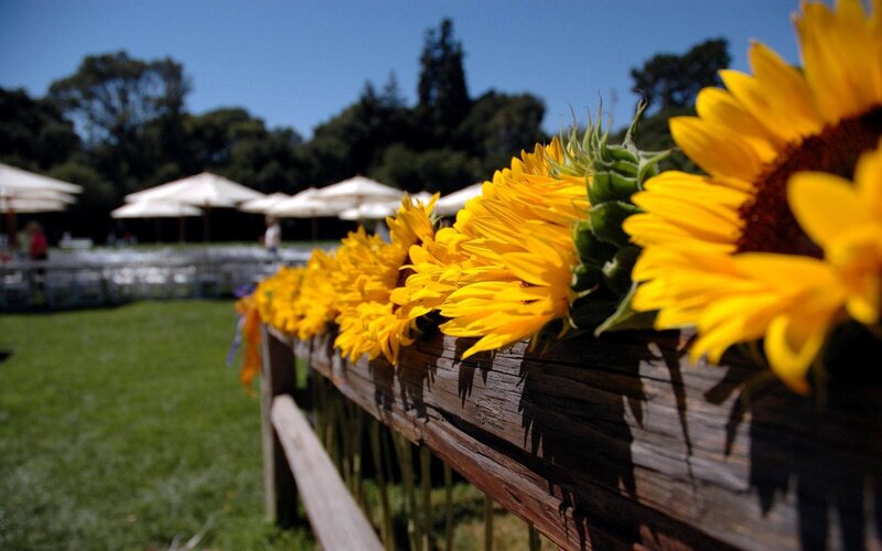 Sunflowers on Wooden Fence