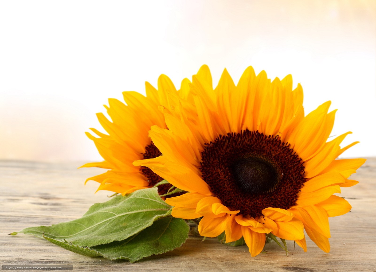 Sunflowers on wooden surface