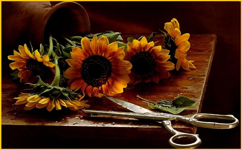 Sunflowers on Wooden Table — Yellow
