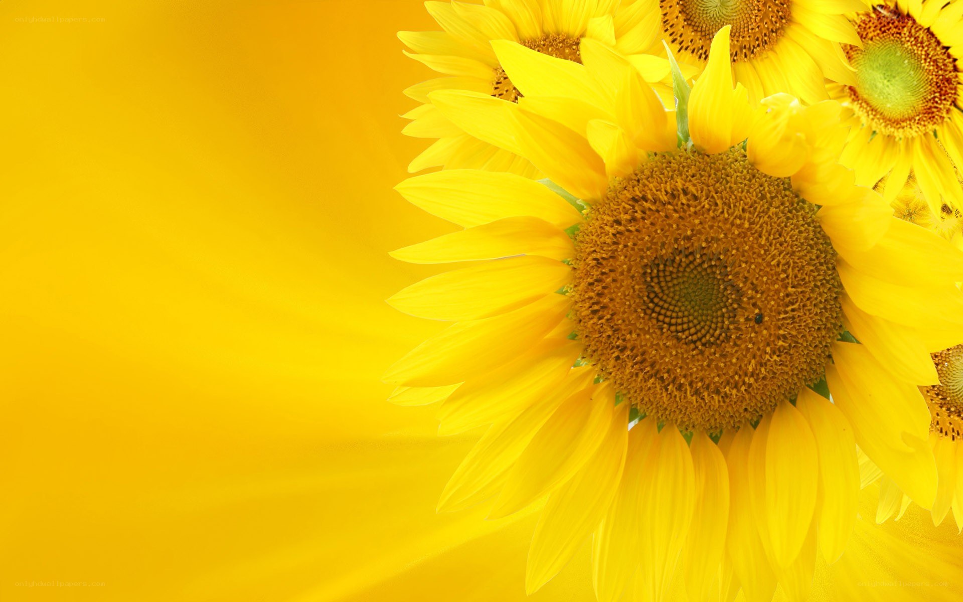 Sunflowers on yellow background
