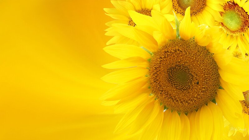 Sunflowers on yellow background