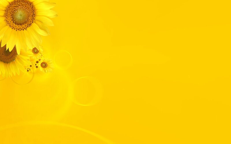 Sunflowers on Yellow Background — Bright, Photograph