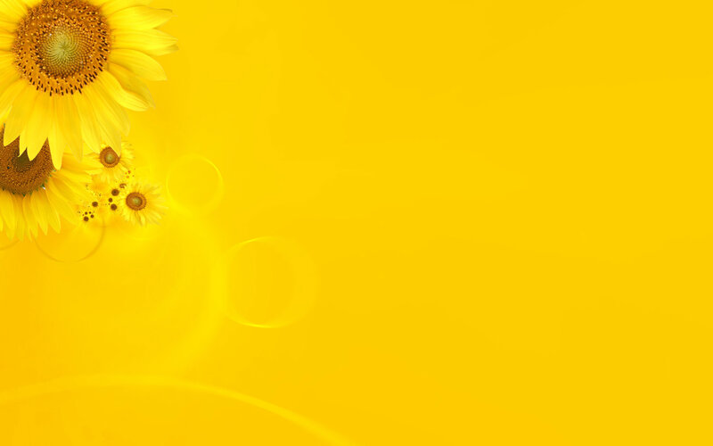Sunflowers on Yellow Background — Bright