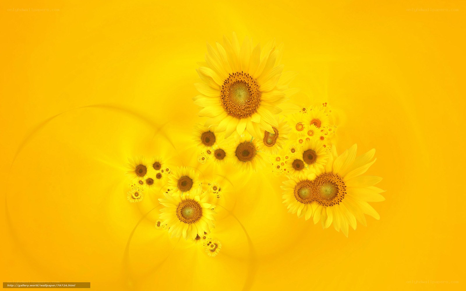 Sunflowers on yellow background
