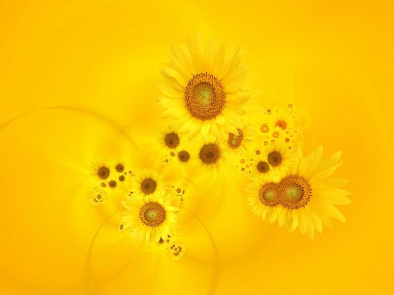 Sunflowers on Yellow — Bright