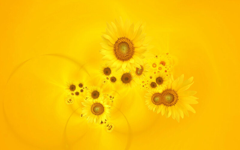 Sunflowers on Yellow