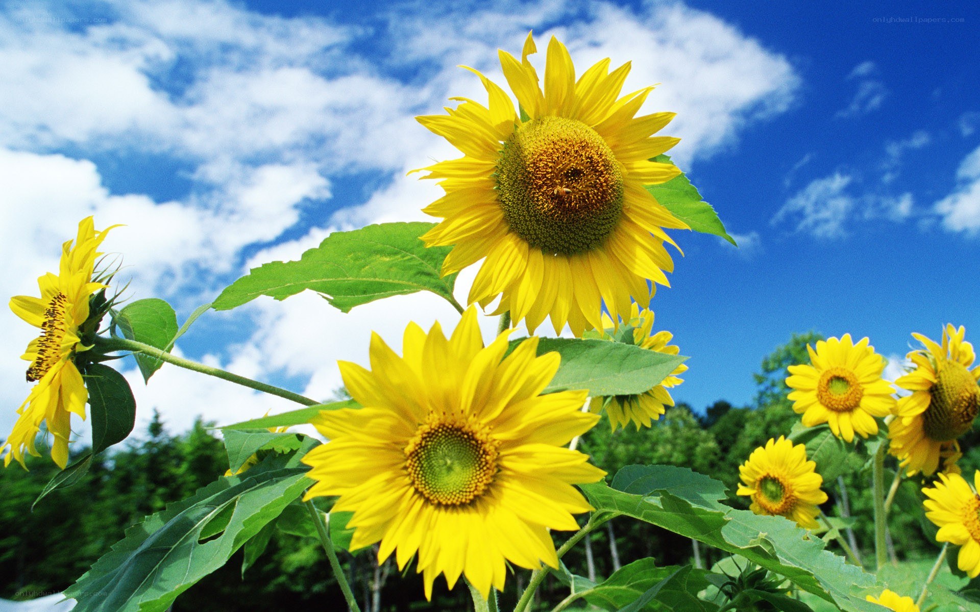 Sunflowers under a blue sky