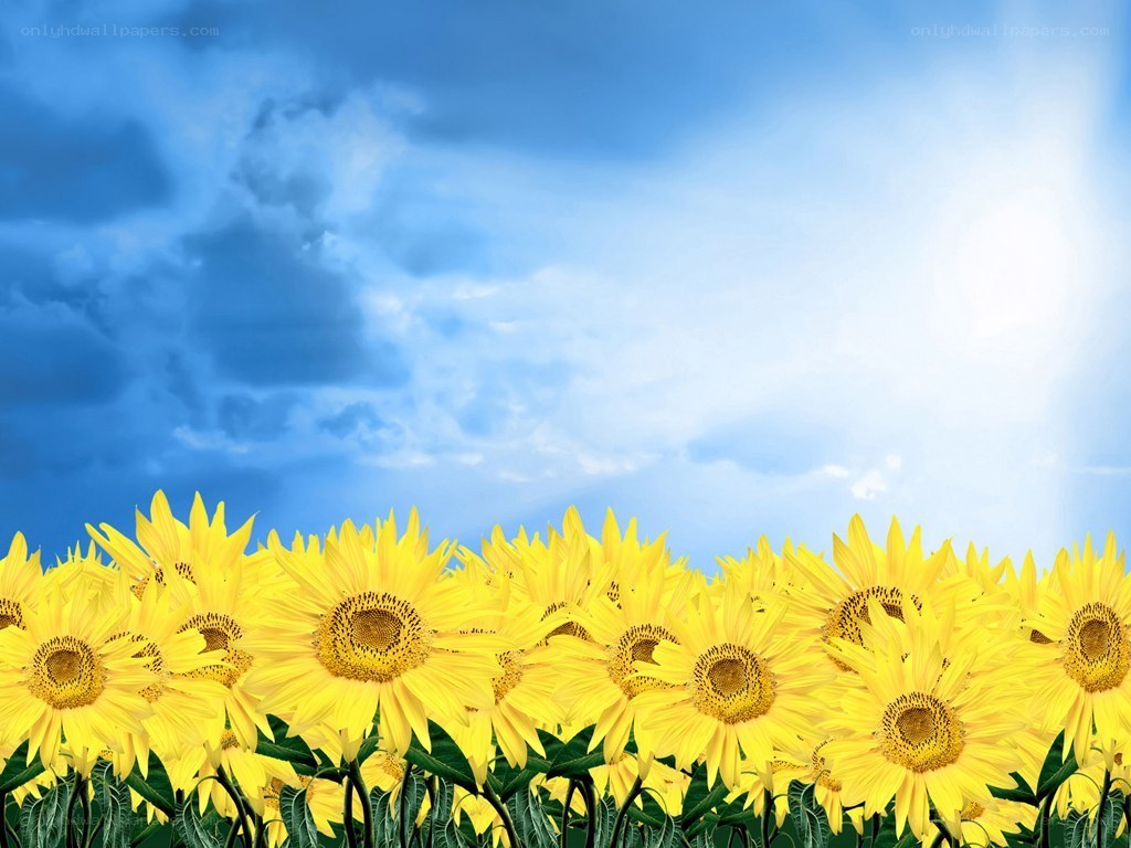 Sunflowers under a blue sky