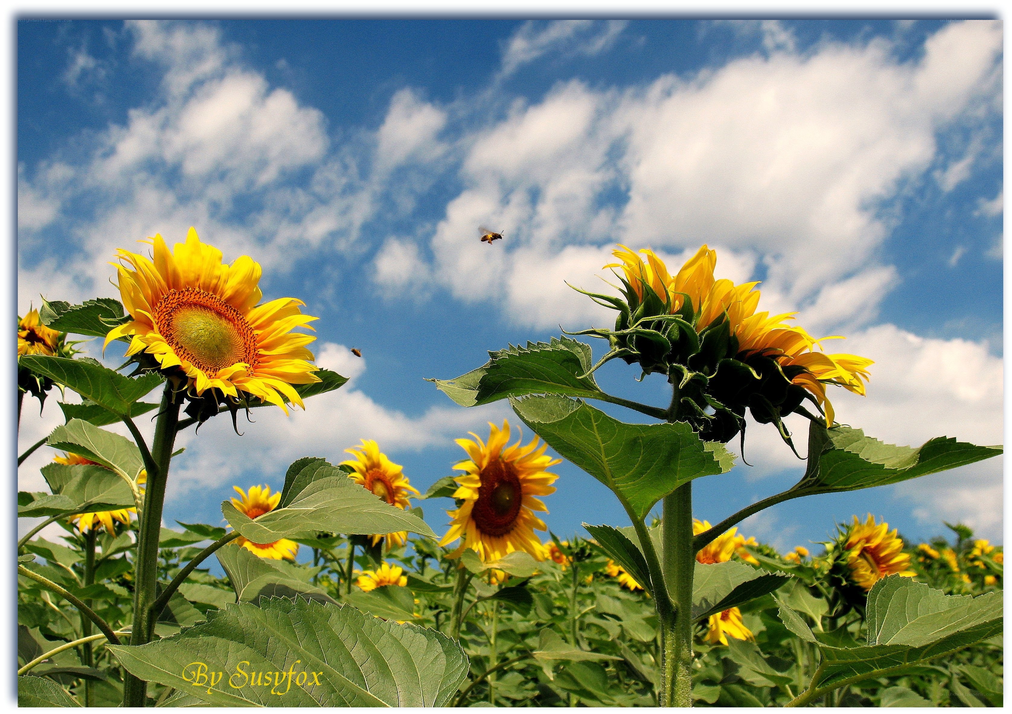 Sunflowers under a blue sky