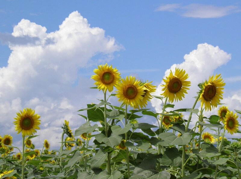 Sunflowers under a blue sky